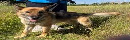 Meticcio cani in regalo: CICCILLO PASTORE TEDESCO - Annuncio 2