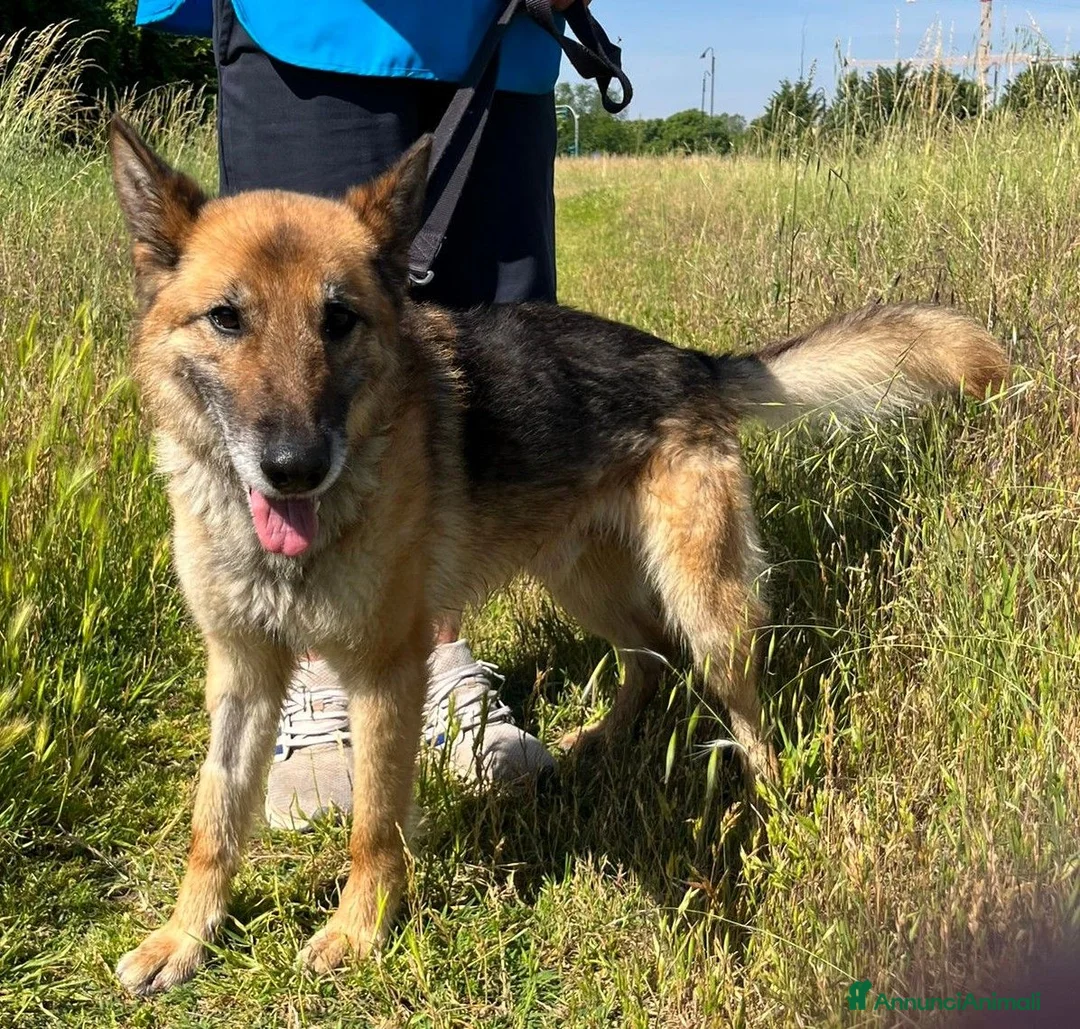 Meticcio cani in regalo: CICCILLO PASTORE TEDESCO - Annuncio 2