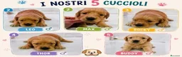 Golden Retriever cani in vendita: Cuccioli di Golden Retriever - Annuncio 2