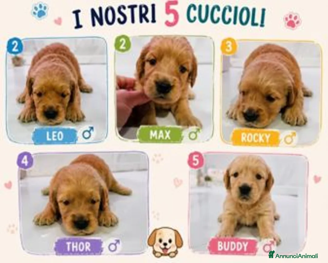 Golden Retriever cani in vendita: Cuccioli di Golden Retriever - Annuncio 2