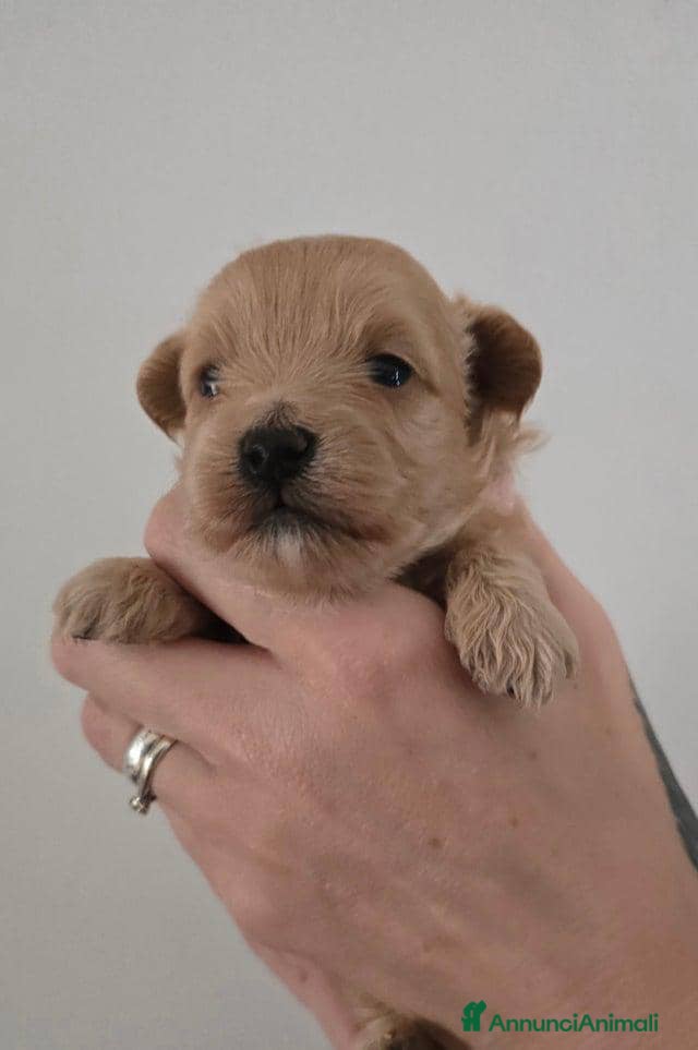 Meticcio cani Cuccioli di Maltipoo F1 (2f) - Annuncio 7