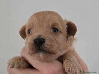 Meticcio cani Cuccioli di Maltipoo F1 (2f) - Annuncio 7