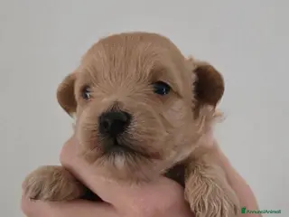 Meticcio cani Cuccioli di Maltipoo F1 (2f) - Annuncio 7