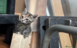 Altre razze gatti in vendita: 7 allegri batuffoli in cerca di casa a Province of Brescia - Immagine 21
