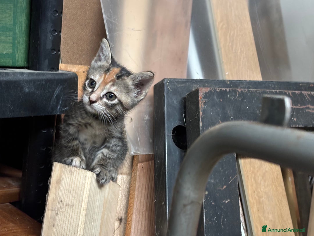 Altre razze gatti in vendita: 7 allegri batuffoli in cerca di casa a Province of Brescia - Immagine 21
