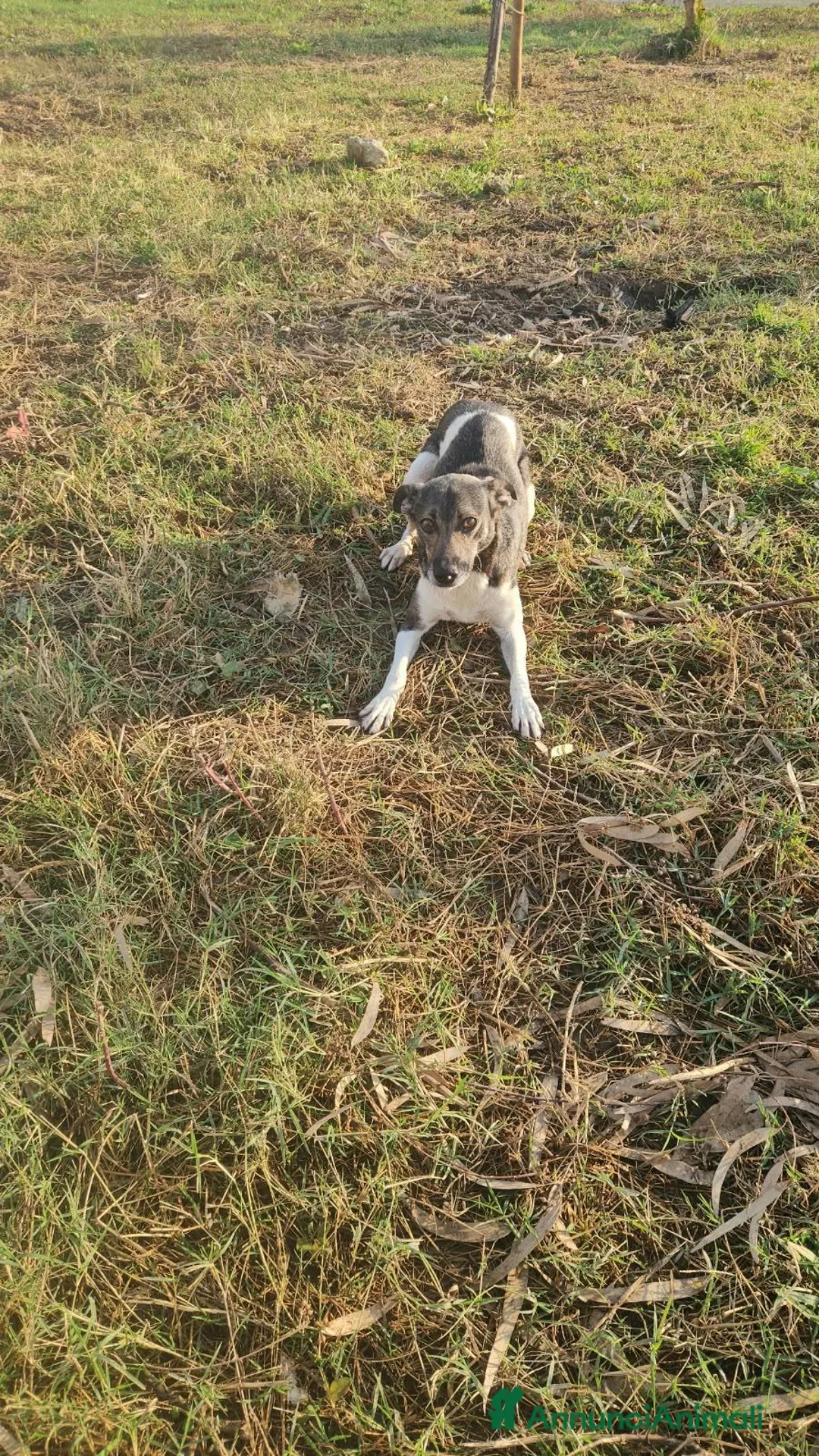 Meticcio cani in regalo: Mamma Cozza: dolce e socievole. Taglia contenuta  - Annuncio 2