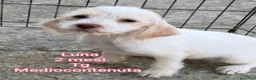 Meticcio cani in regalo: CUCCIOLI ABBANDONATI: URGENTE  a Città Metropolitana di Torino - Annuncio 1