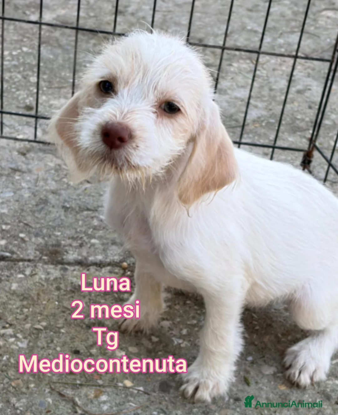 Meticcio cani in regalo: CUCCIOLI ABBANDONATI: URGENTE  a Città Metropolitana di Torino - Annuncio 1