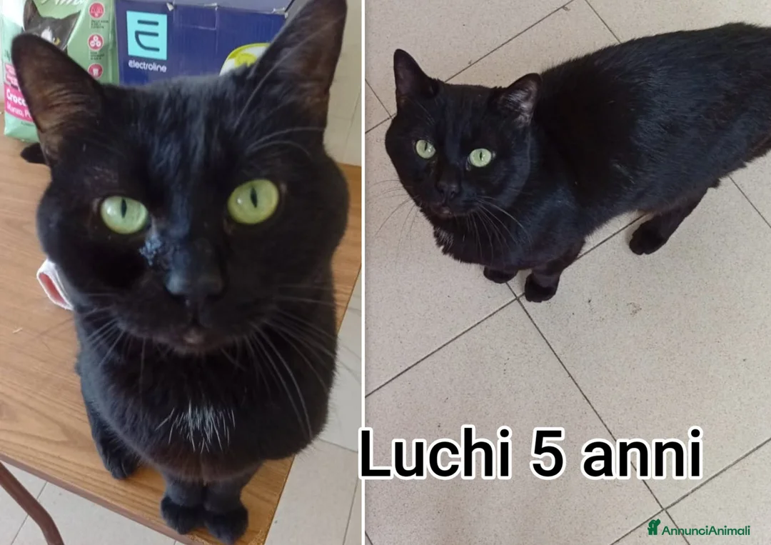 Altre razze gatti in regalo: GATTINI ADORABILI IN CERCA DI FAMIGLIA  - Annuncio 5