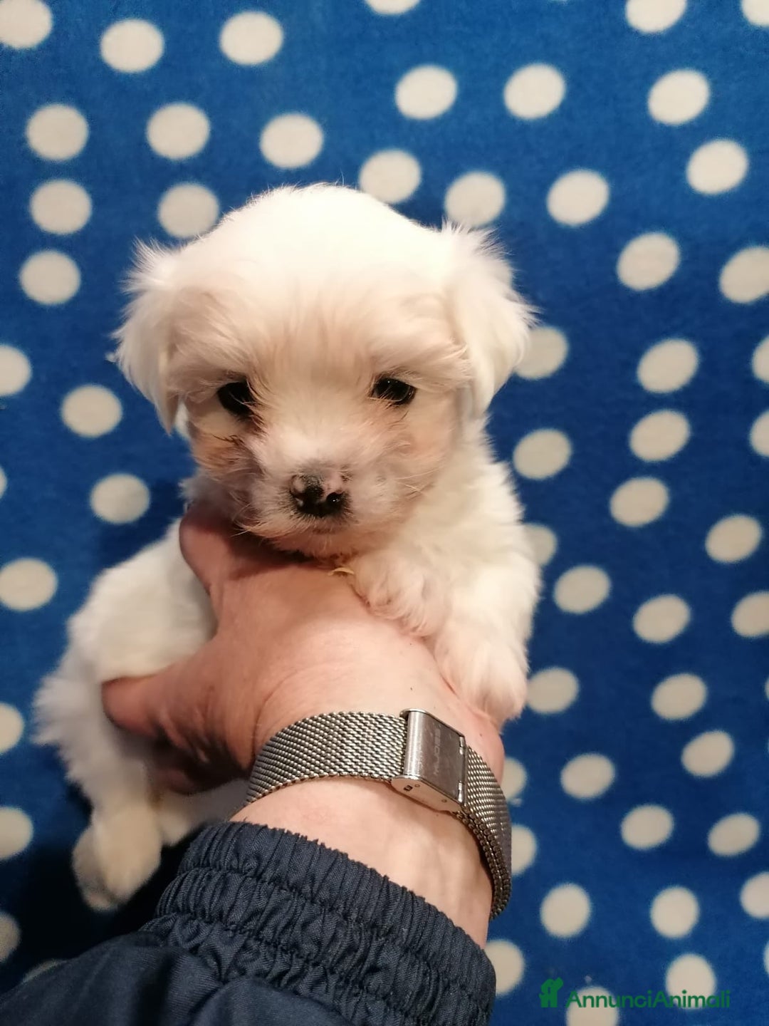 Maltese cani in vendita: Maltese cuccioli - Annuncio 3