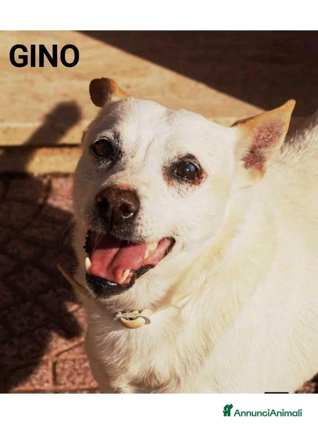 Meticcio cani in regalo: Gino, piccolo in cerca di famiglia  - Annuncio 1