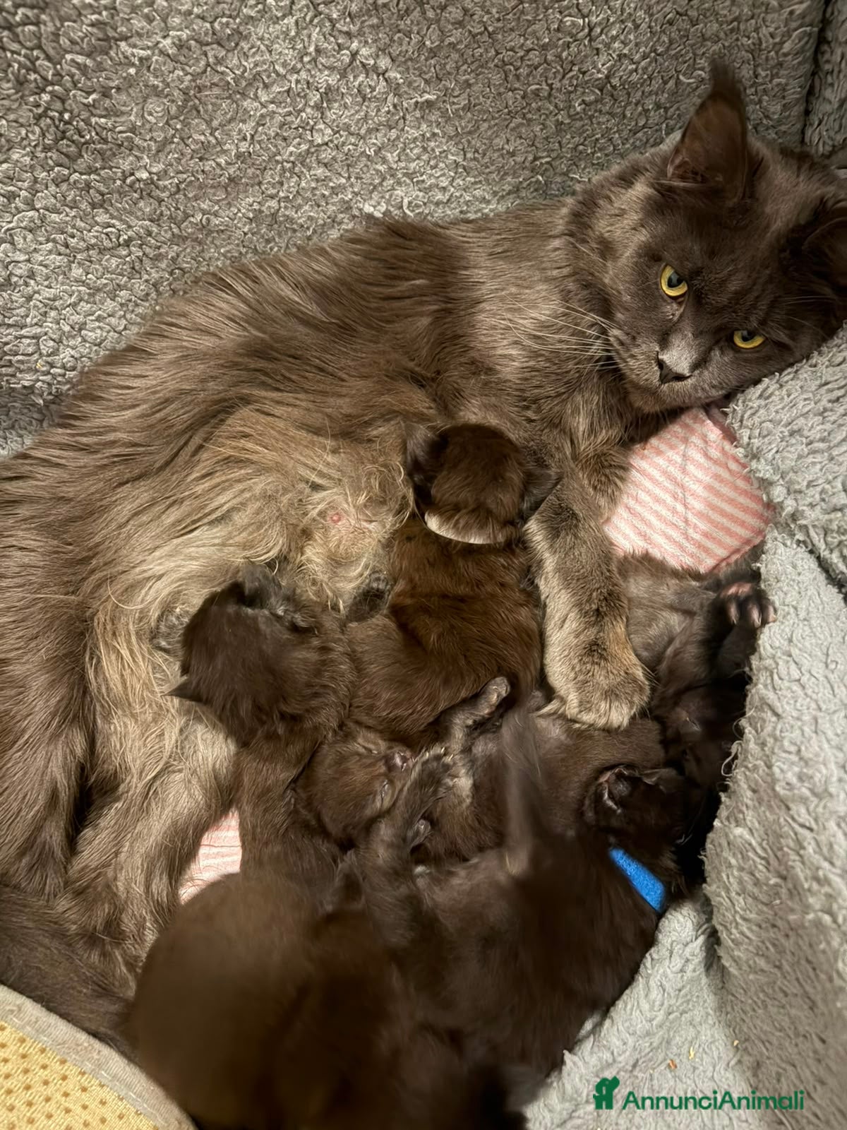 Maine Coon gatti Gattini di Maine Coon con pedigree  - Annuncio 1