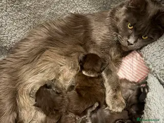 Maine Coon gatti Gattini di Maine Coon con pedigree - Annuncio 1