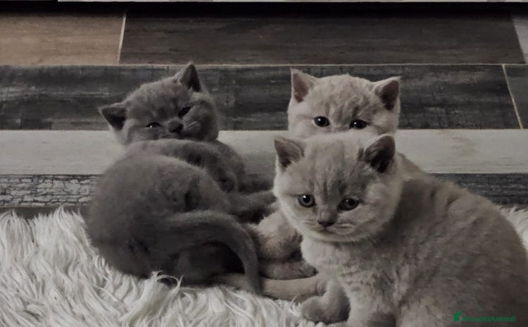 Scottish gatti a Città Metropolitana di Torino - Annuncio 15