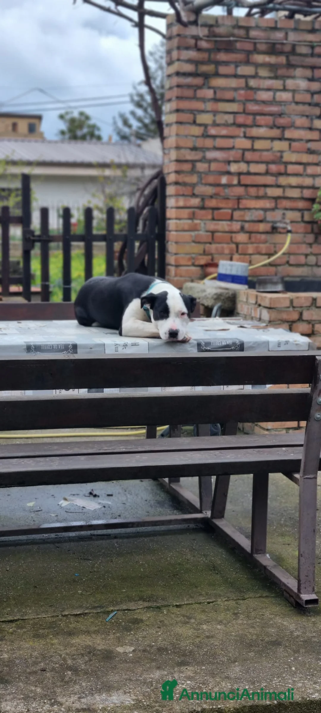 Meticcio cani in regalo: DOLCISSIMO MIX AMSTAFF JACK a Provincia di Vicenza - Annuncio 3