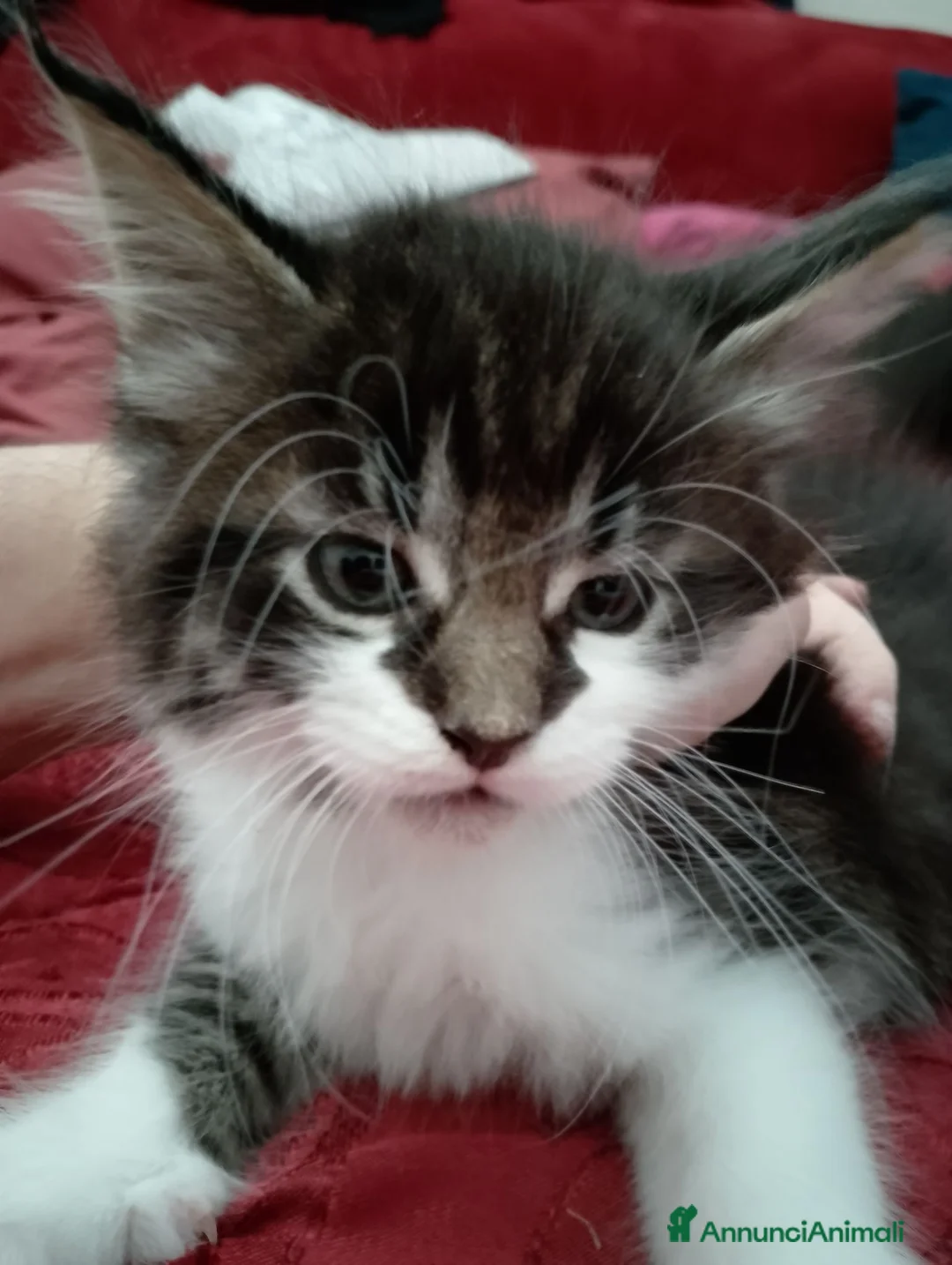 Maine Coon gatti in vendita: Maschietto MaineCoon : Aquila - Annuncio 2