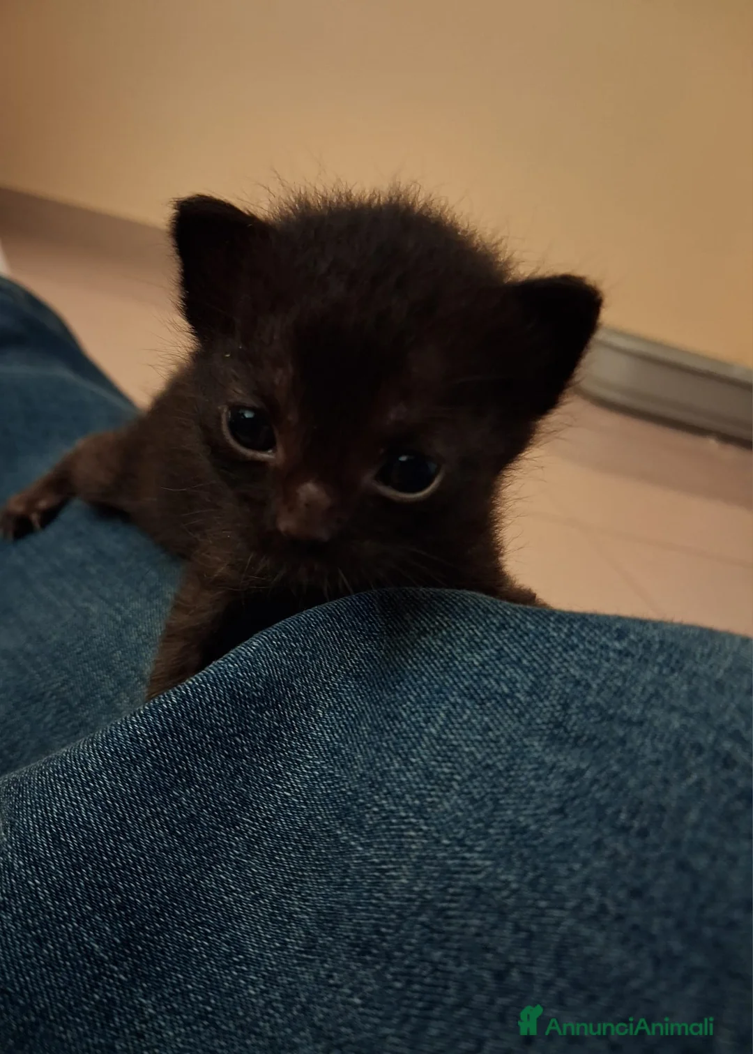 Meticcio gatti in regalo: Toto' & Peppino  - Annuncio 5