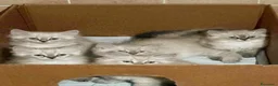 Siberiano gatti in vendita: Gattini Siberiani Ipoallergenici a Provincia di Brescia - Annuncio 18