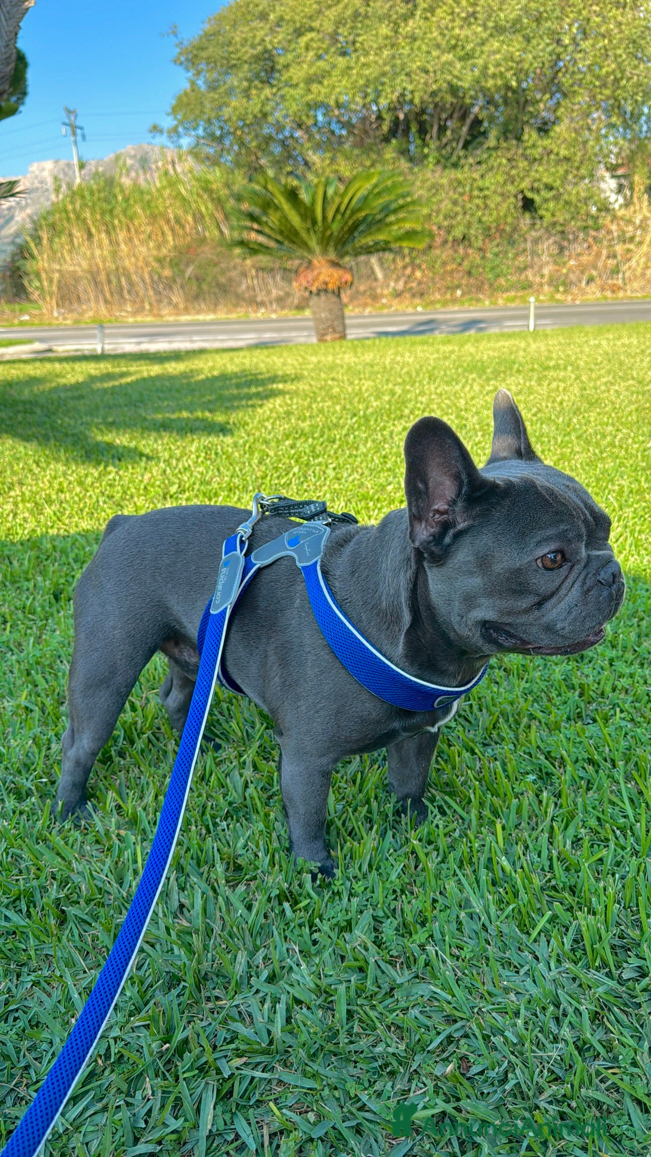 Bulldog Francese cani Lion Texas vuole diventare papino - Annuncio 1