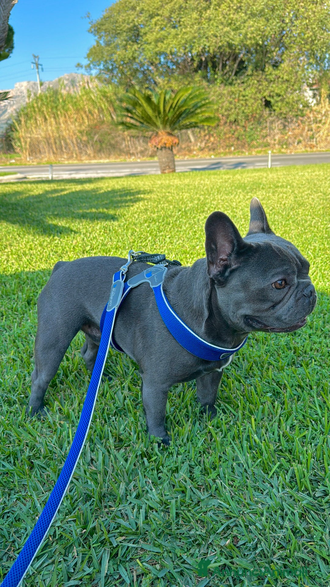 Bulldog Francese cani per accoppiamento: Lion Texas vuole diventare papino - Annuncio 1