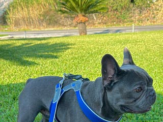 Bulldog Francese cani Lion Texas vuole diventare papino - Annuncio 1