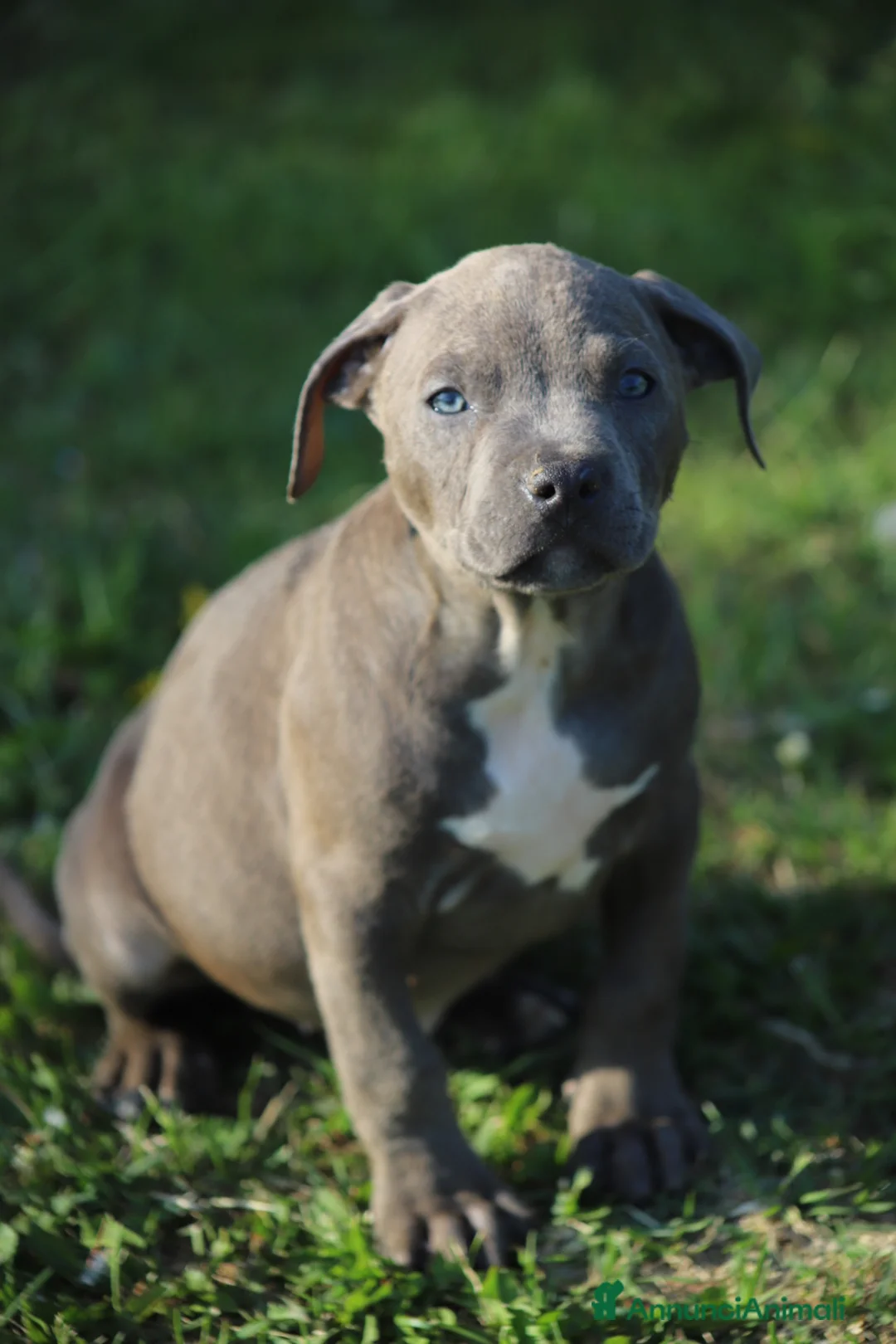 Pitbull cani in vendita: Cuccioli di Pit Bull con pedigree anche a rate - Annuncio 2