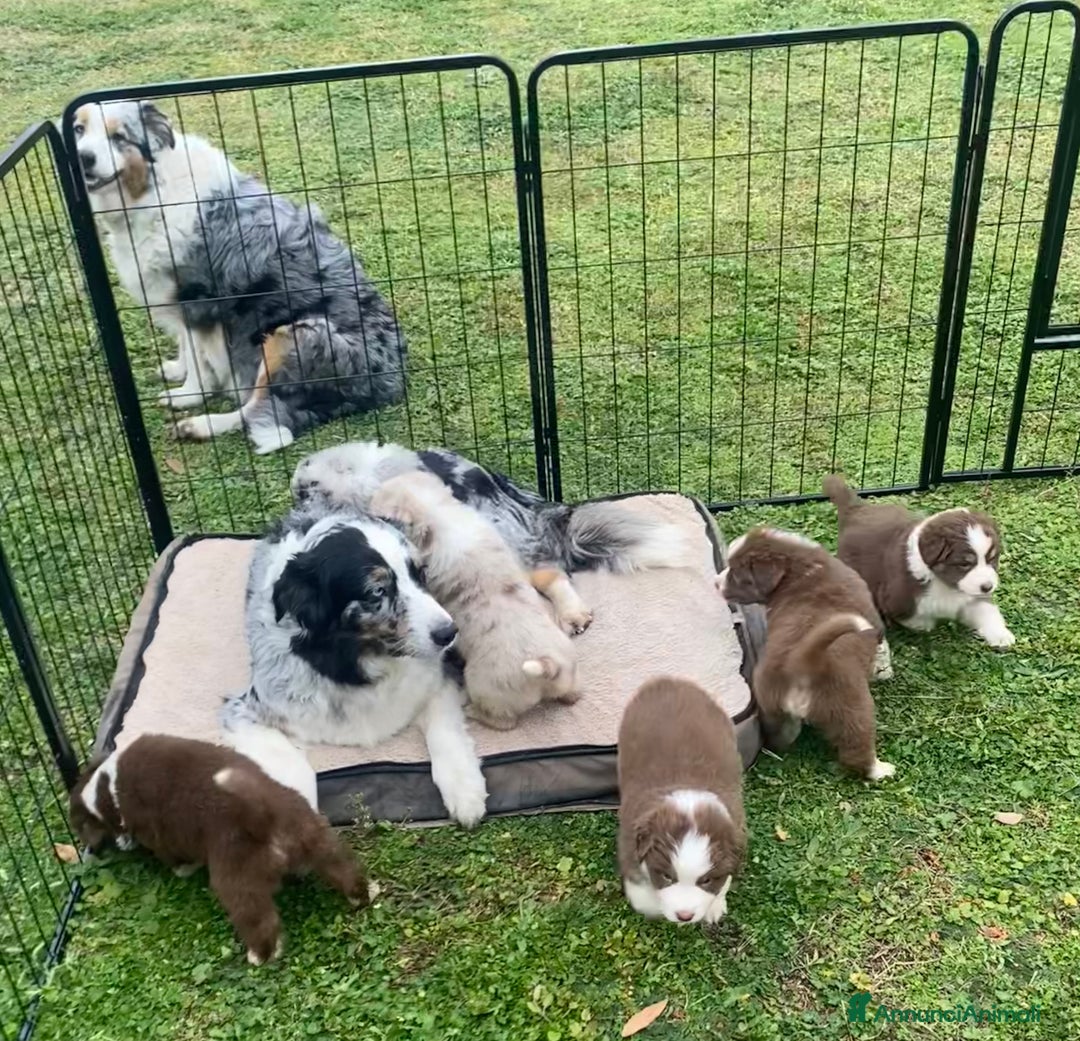 Australian Shepherd cani in vendita: Australian Shepherd pastore australiano cuccioli - Annuncio 8