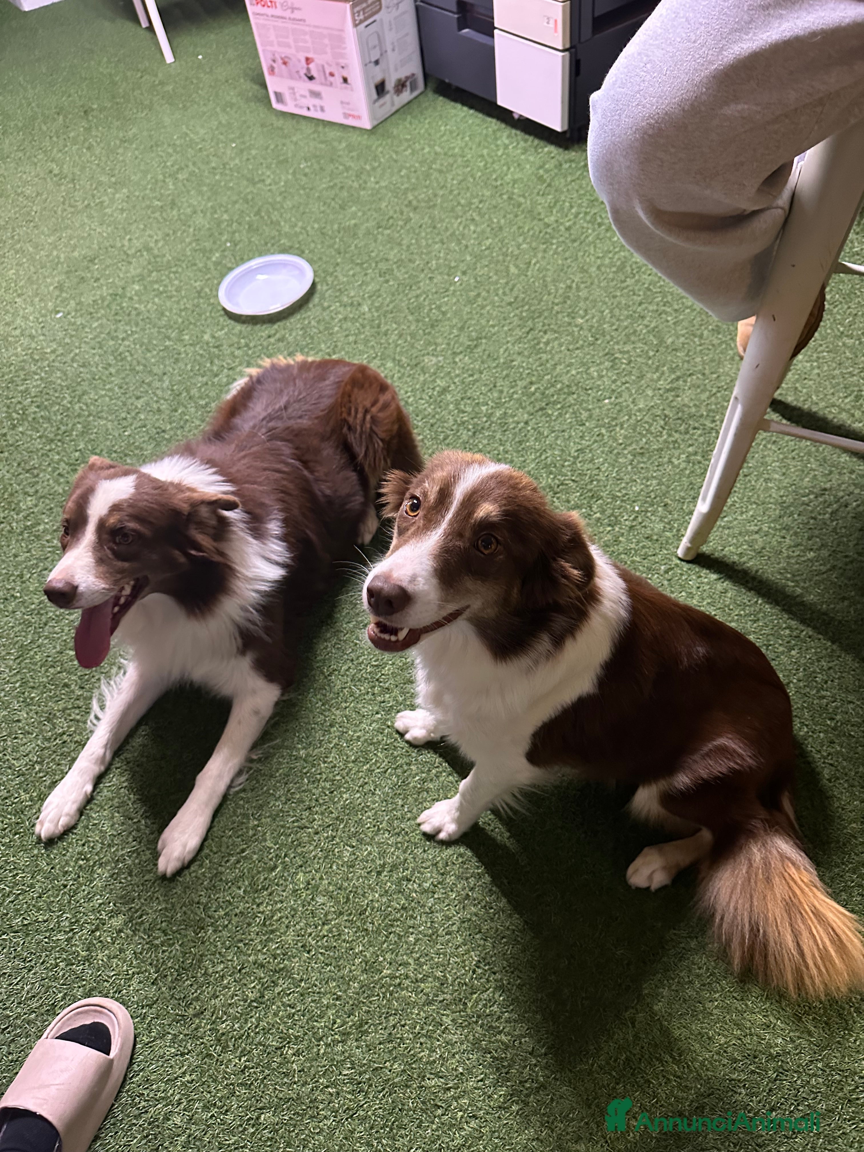 Australian Shepherd cani Cucciolo pastore australiano in vendita  - Annuncio 1