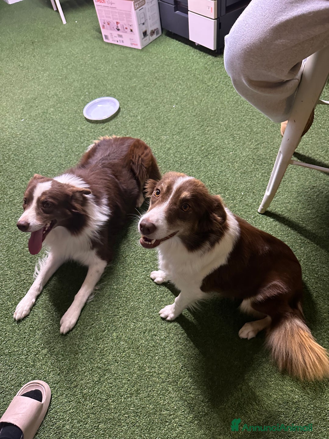 Australian Shepherd cani in vendita: Cucciolo pastore australiano in vendita  - Annuncio 1