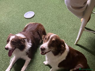 Australian Shepherd cani Cucciolo pastore australiano in vendita - Annuncio 1