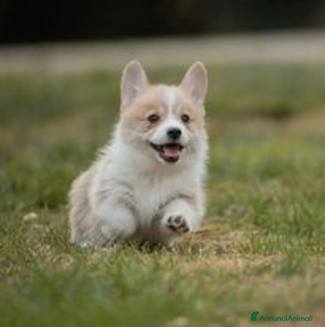 Immagine della galleria {{count}}