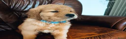 Golden Retriever cani in vendita: Golden Retriever Americani 100% - Annuncio 6