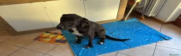 Meticcio cani in regalo: Billa - Annuncio 10