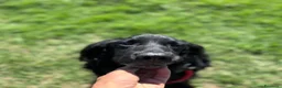 Meticcio cani in regalo: COCO mix SETTER cerca casa - in adozione - Annuncio 2