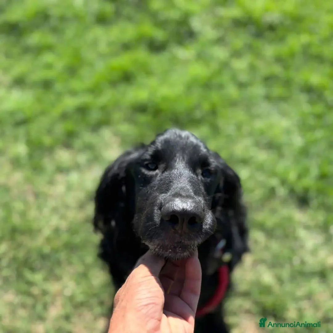 Meticcio cani in regalo: COCO mix SETTER cerca casa - in adozione - Annuncio 2