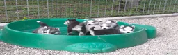 Husky cani in vendita: Cuccioli siberian husky  - Annuncio 11