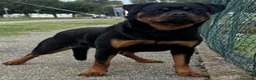 Rottweiler cani in vendita: Rottweiler pedigree Enci pagamenti rateali - Annuncio 4