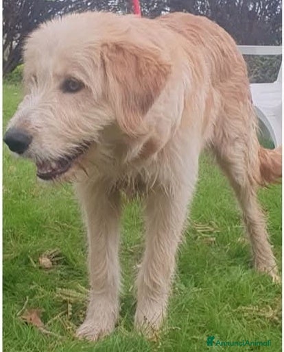 Meticcio cani Giacomo, cucciolone taglia media cerca casa - Annuncio 2