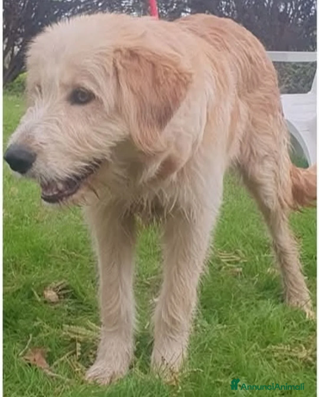 Meticcio cani in regalo: Giacomo, cucciolone taglia media cerca casa - Annuncio 2