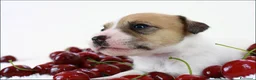 Jack Russell cani in vendita: jack russell terrier - Annuncio 2