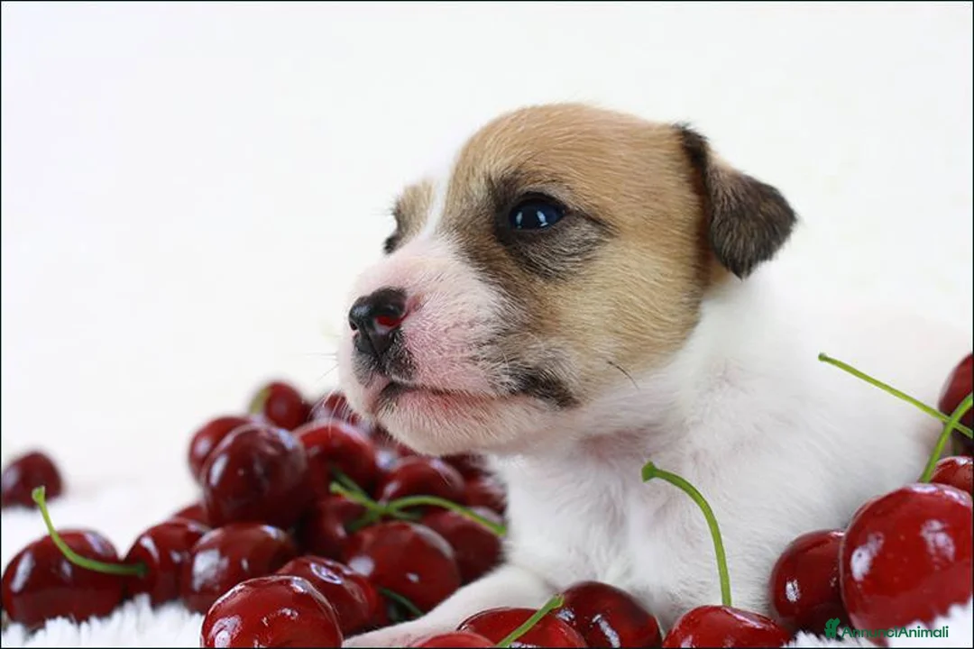 Jack Russell cani in vendita: jack russell terrier - Annuncio 2