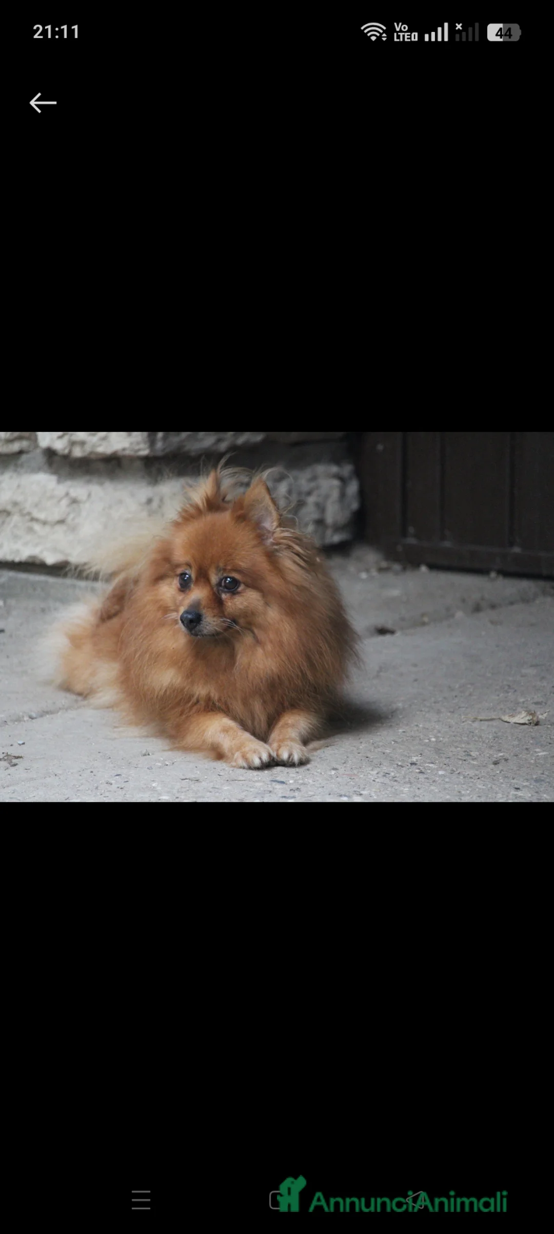 Spitz cani in vendita: Spitz piccolo - Annuncio 2