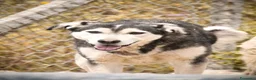 Meticcio cani in regalo: Bobo. - Annuncio 1