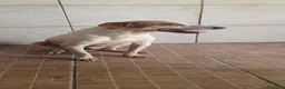 Segugio cani in regalo: Tino, segugio mix in canile a Catania - Annuncio 6
