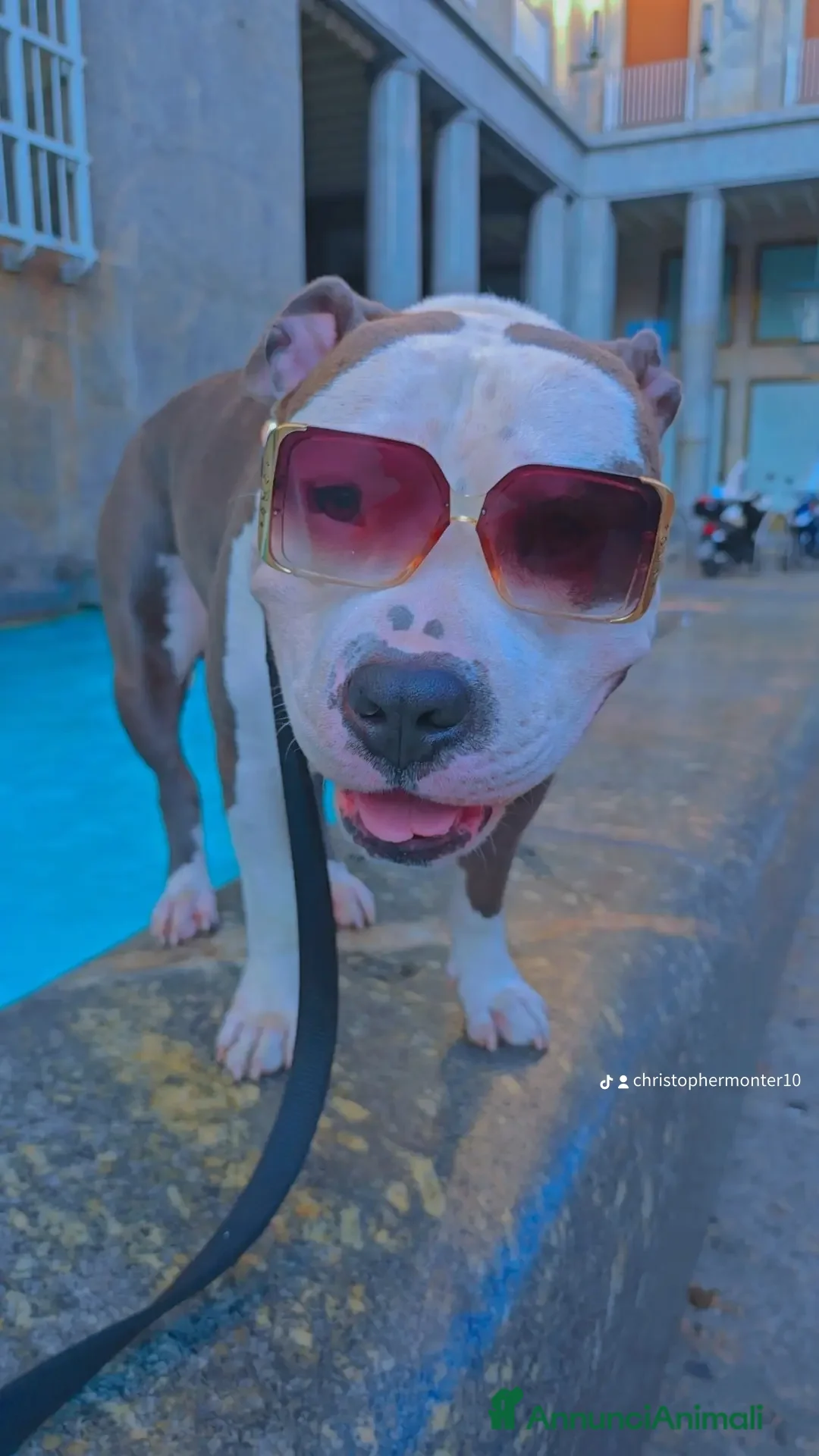 Pitbull cani per accoppiamento: Monta - Annuncio 17