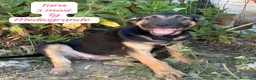 Meticcio cani in regalo: Bellissimi cuccioli da salvare  a Città Metropolitana di Bologna - Annuncio 8