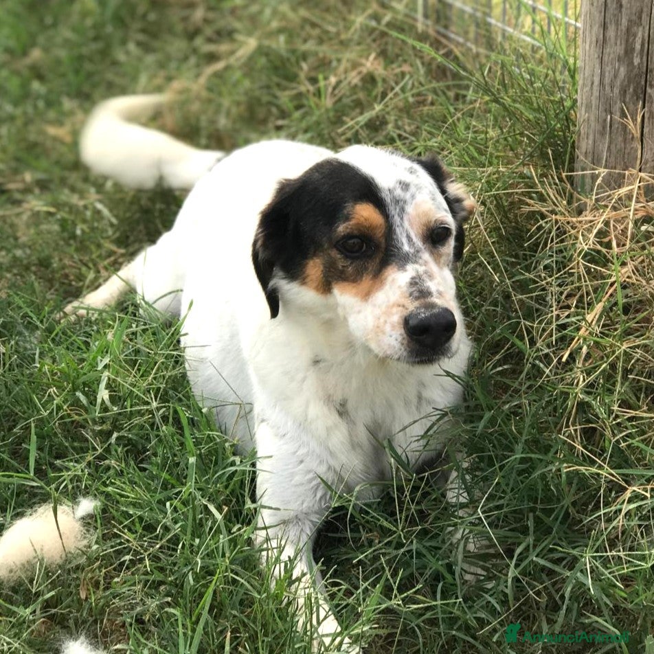 Meticcio cani Bronto, un visetto dipinto a mano a Provincia di Latina - Annuncio 27