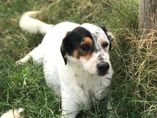 Meticcio cani Bronto, un visetto dipinto a mano a Provincia di Latina - Annuncio 28