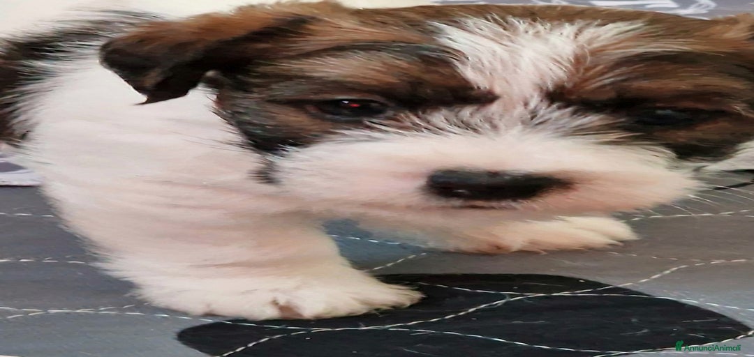 Immagine della galleria {{count}}