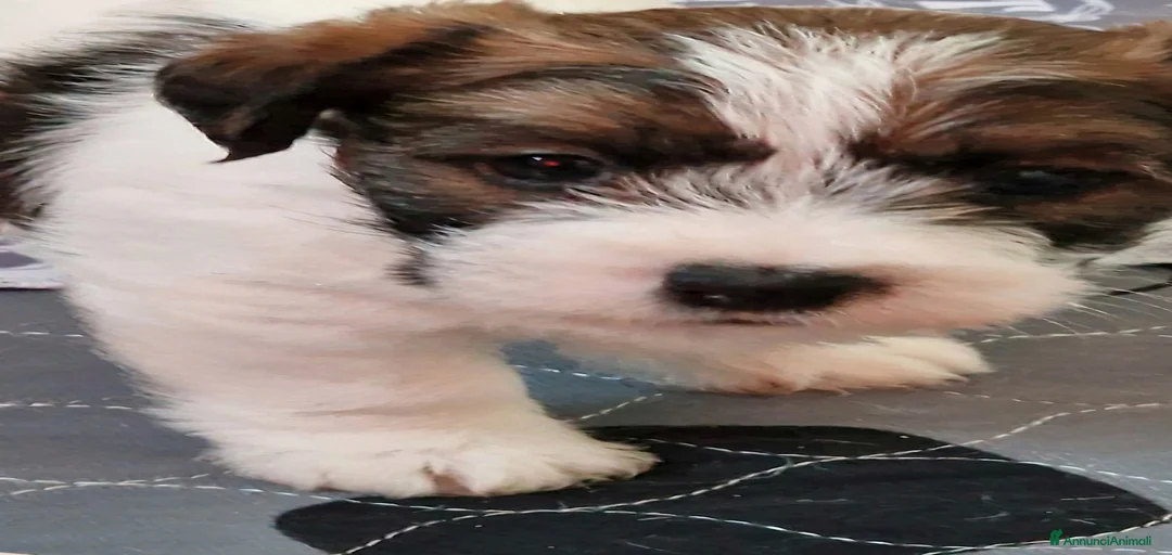 Immagine della galleria {{count}}